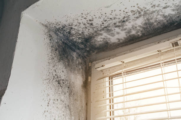 Affordable Hvac And Air Duct Mold Remediation solutions in Mountain Lakes, NJ